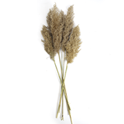 Wild reed plume Vinz nature 75cm