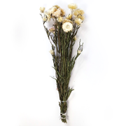 Helichrysum blanc