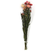 Helichrysum 65-75cm pink